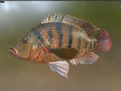 Pesci Ciclidi Maya Modello 3D
