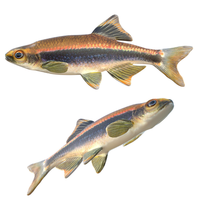 Pesce Shiner metallico Modello 3D .c4d .max .obj .3ds .fbx .stl .blend