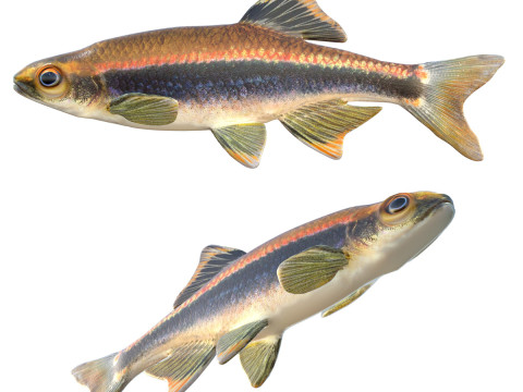 Ikan Shiner Metalik Model 3D