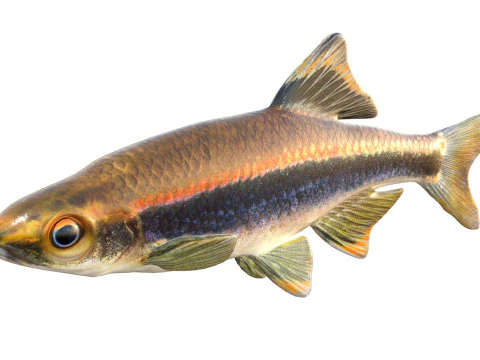 Metallic Shiner fish 3D Model