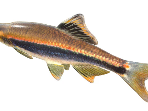 Metallic Shiner fish 3D Model