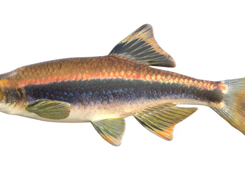 Metallic Shiner fish 3D Model