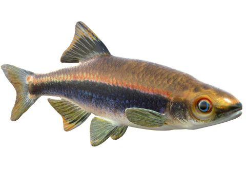 Metallic Shiner fish 3D Model
