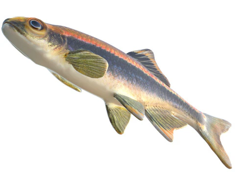 Metallic Shiner fish 3D Model