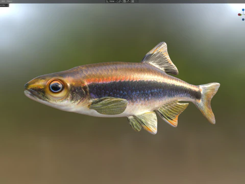 Metallic Shiner fish 3D Model
