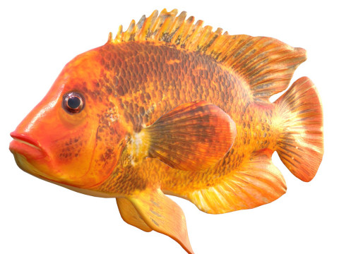 Ikan Midas Cichlid Model 3D
