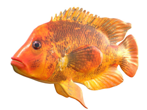 Pesci ciclidi di Mida Modello 3D