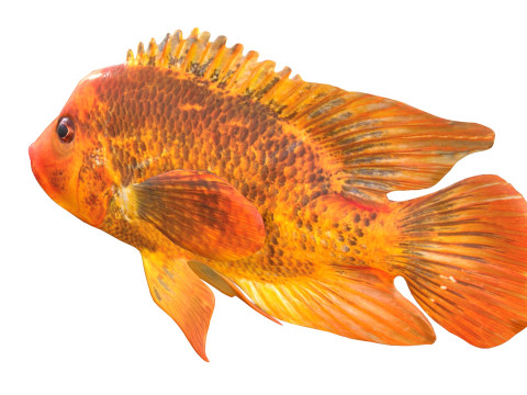 Pesci ciclidi di Mida Modello 3D