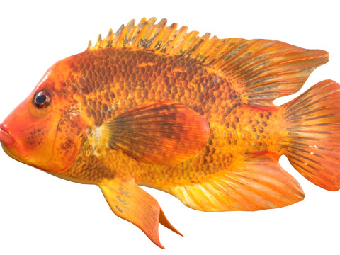 Pesci ciclidi di Mida Modello 3D