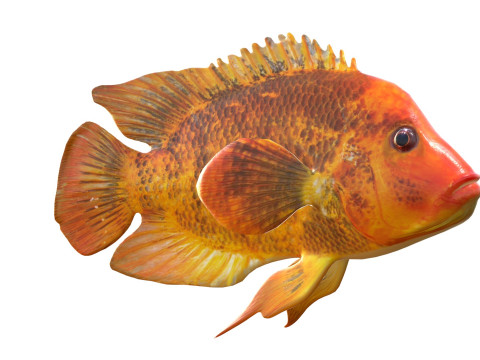 Pesci ciclidi di Mida Modello 3D