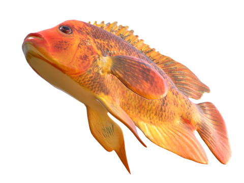 Pesci ciclidi di Mida Modello 3D