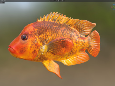 Pesci ciclidi di Mida Modello 3D