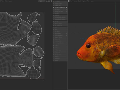 Pesci ciclidi di Mida Modello 3D