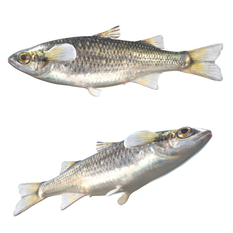 Mountain Mullet fish 3D Model .c4d .max .obj .3ds .fbx .stl .blend 