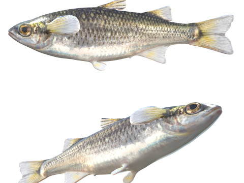 Ikan Mullet Gunung Model 3D