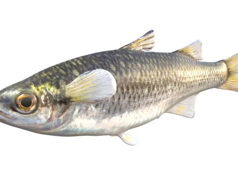 Bergmul vis 3D Model