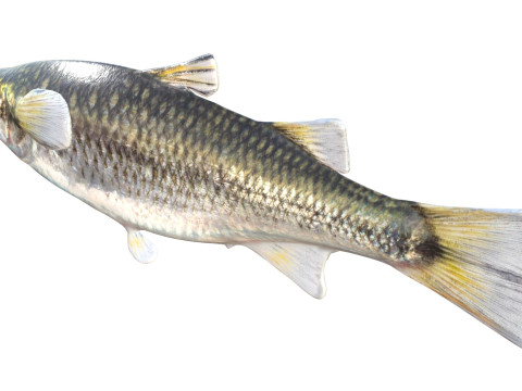 Bergmul vis 3D Model