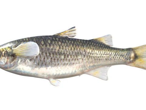 Mountain Mullet fish 3D Model