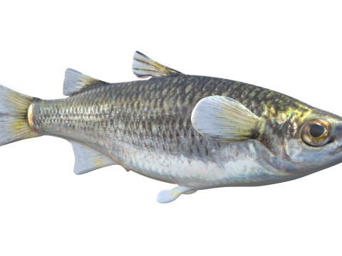 Bergmul vis 3D Model