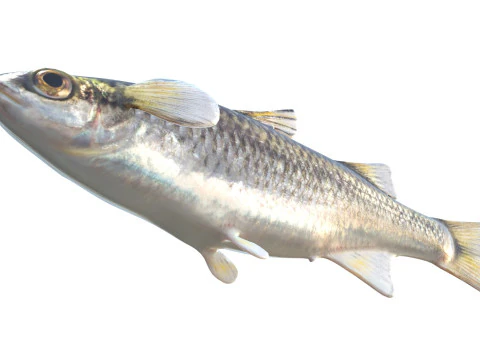 Mountain Mullet fish 3D Model