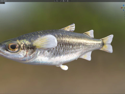 Mountain Mullet fish 3D Model