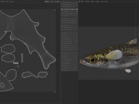 Bergmul vis 3D Model