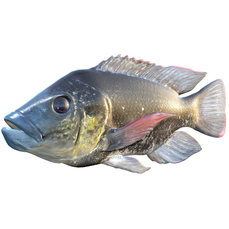 Mozambique Tilapia-vis 3D Model .c4d .max .obj .3ds .fbx .stl .blend