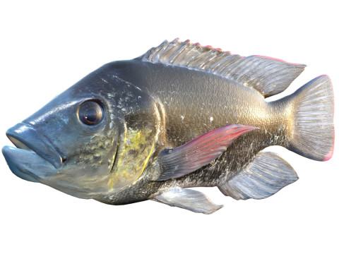 Ikan Tilapia Mozambik Model 3D