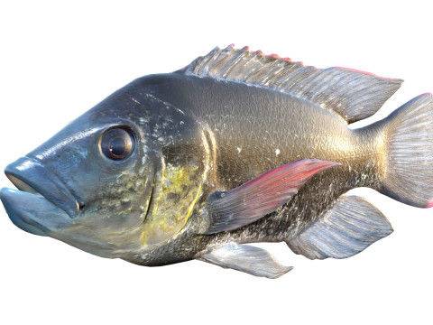 Мозамбікська риба тілапія 3D Модель