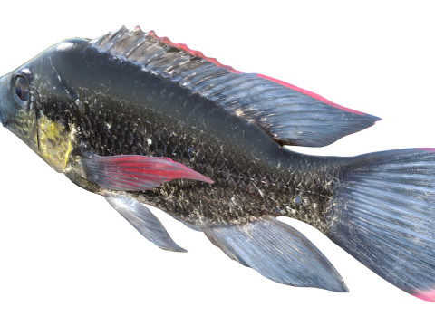 Мозамбікська риба тілапія 3D Модель