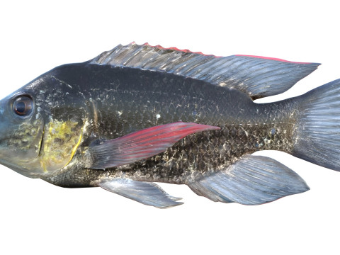 Мозамбікська риба тілапія 3D Модель