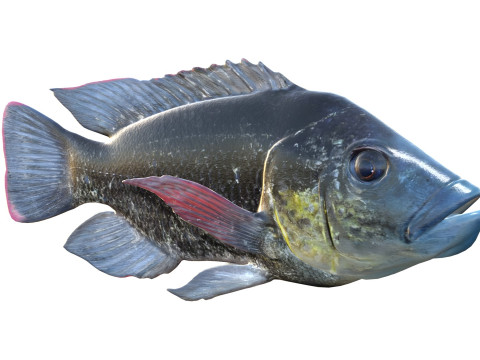 Мозамбікська риба тілапія 3D Модель