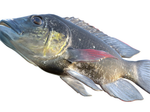 Мозамбікська риба тілапія 3D Модель