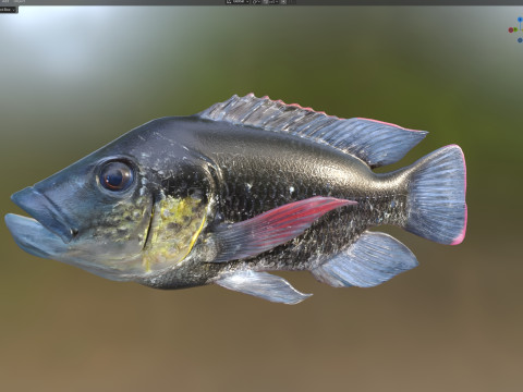 Мозамбікська риба тілапія 3D Модель