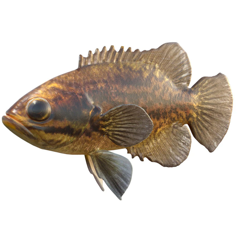 Peixe-lua de lama Modelo 3D .c4d .max .obj .3ds .fbx .stl .blend 