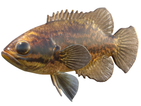 Ikan Matahari Lumpur Model 3D