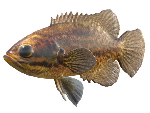 Błotny samogłów Model 3D