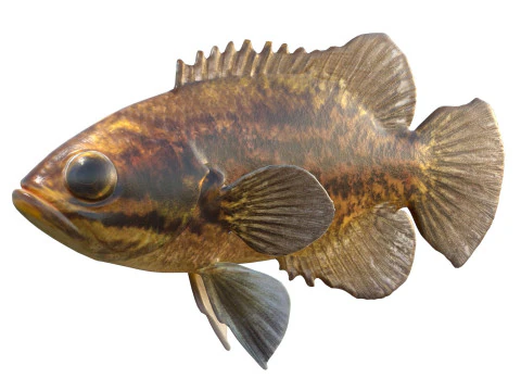 Peixe-lua de lama Modelo 3D