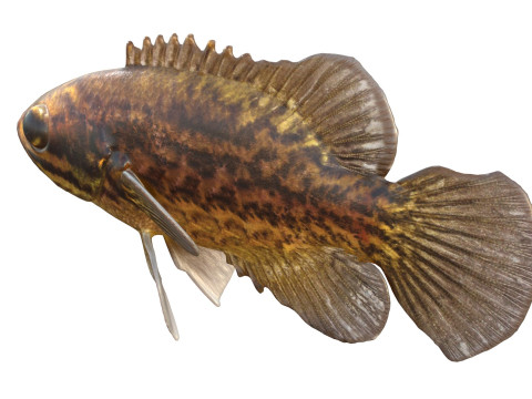 Błotny samogłów Model 3D