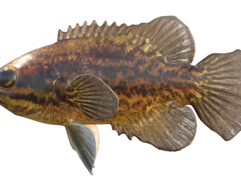 Błotny samogłów Model 3D