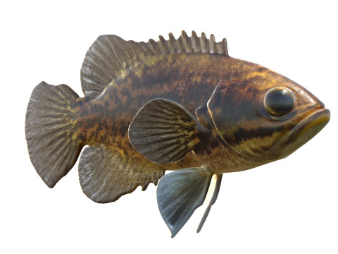 Błotny samogłów Model 3D