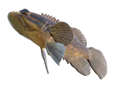 Błotny samogłów Model 3D