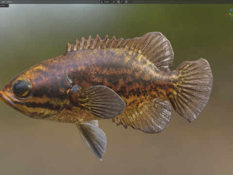 Błotny samogłów Model 3D