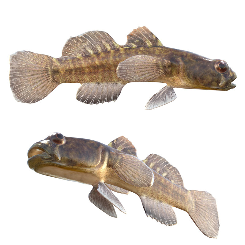 Grondel vis 3D Model .c4d .max .obj .3ds .fbx .stl .blend 