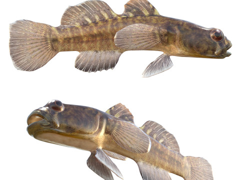 Ikan gobi Model 3D
