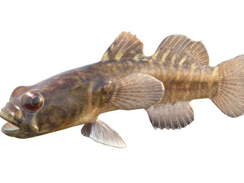 Grondel vis 3D Model