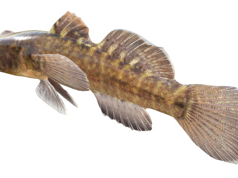 Grondel vis 3D Model