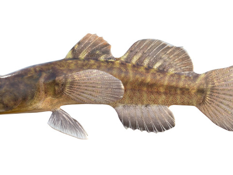 Grondel vis 3D Model