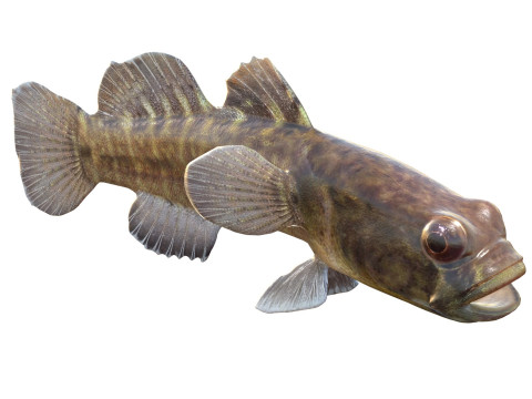 Grondel vis 3D Model