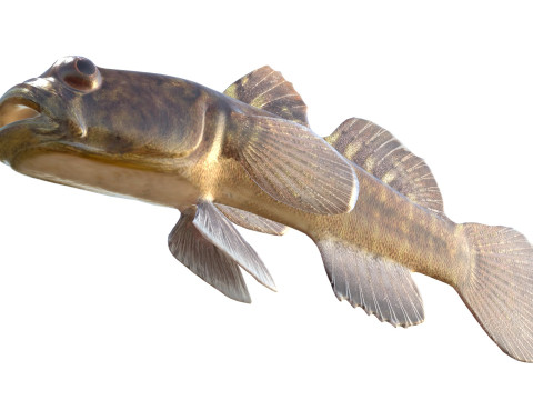 Grondel vis 3D Model